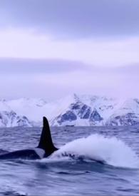 男主他是仿生人免费阅读